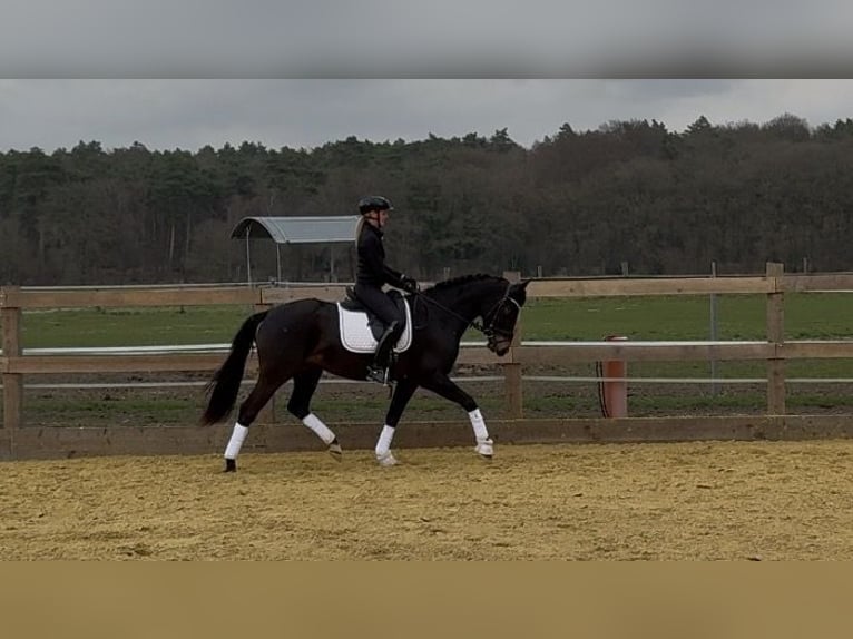 Hannoveriano Yegua 4 años 160 cm Negro in Hünxe