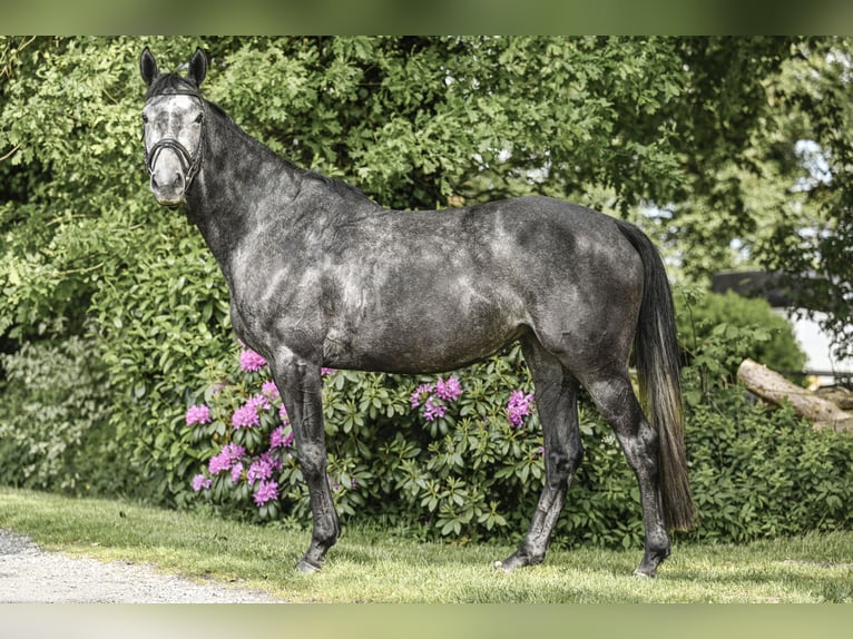 Hannoveriano Yegua 4 años 160 cm Tordillo negro in Lamstedt