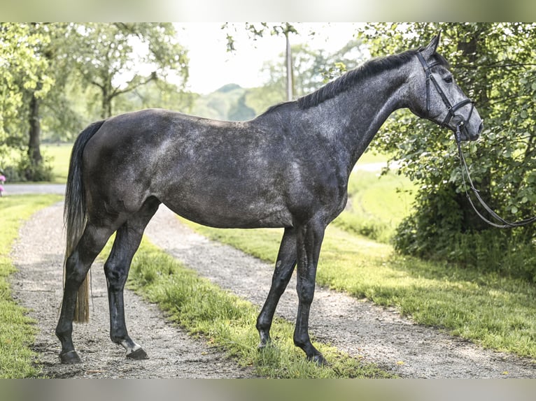 Hannoveriano Yegua 4 años 160 cm Tordillo negro in Lamstedt