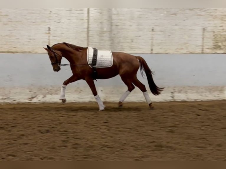 Hannoveriano Yegua 4 años 161 cm Alazán in Wuppertal