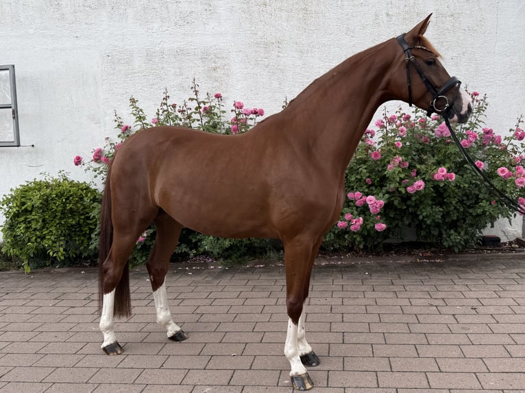 Hannoveriano Yegua 4 años 162 cm Alazán in Scheeßel