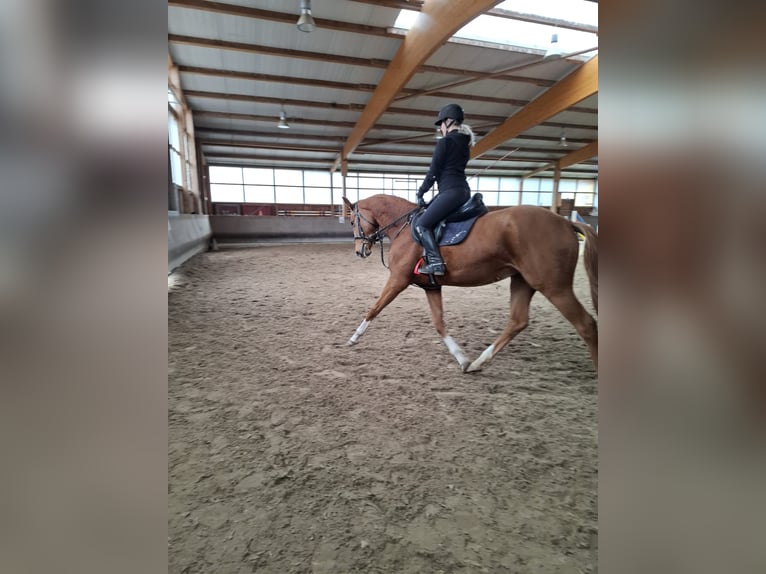 Hannoveriano Yegua 4 años 162 cm Alazán in Stannewisch