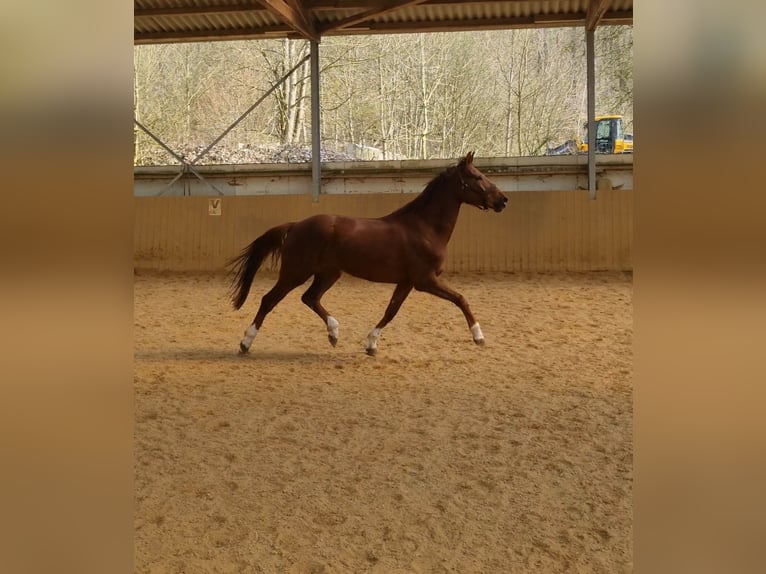 Hannoveriano Yegua 4 años 162 cm Alazán-tostado in Herborn
