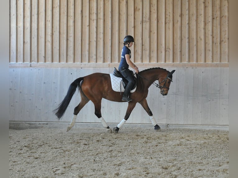 Hannoveriano Yegua 4 años 162 cm Castaño in Wellheim