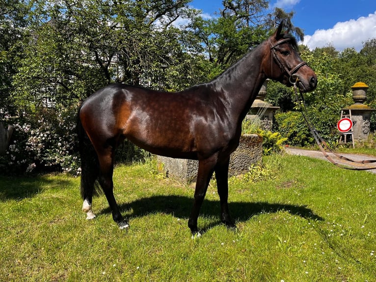 Hannoveriano Yegua 4 años 162 cm Castaño oscuro in Neustadt am Rübenberge