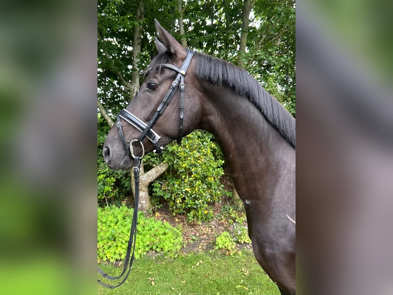 Hannoveriano Yegua 4 años 162 cm Negro in Nordhorn