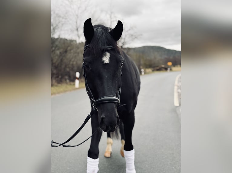 Hannoveriano Yegua 4 años 162 cm Negro in Trautskirchen