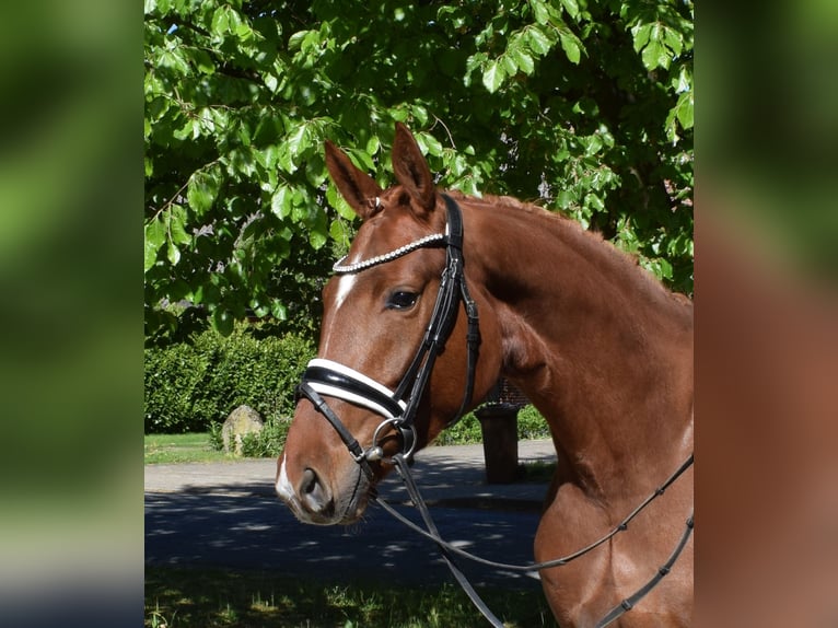 Hannoveriano Yegua 4 años 163 cm Alazán in Fredenbeck