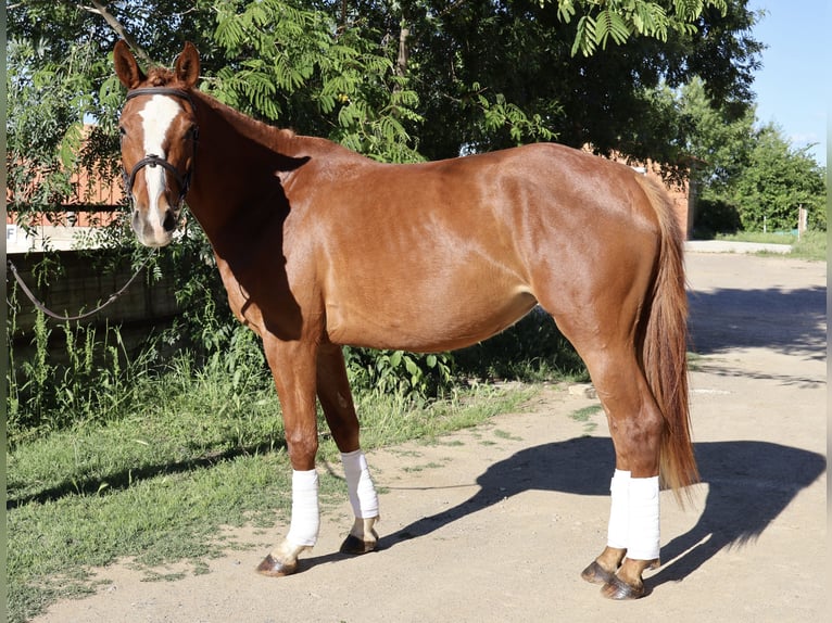 Hannoveriano Yegua 4 años 163 cm Alazán in Montpellier