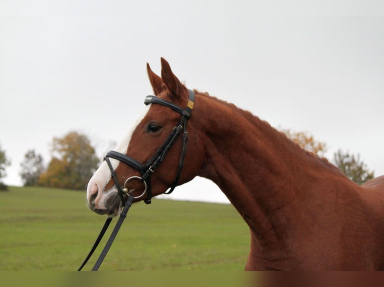 Hannoveriano Yegua 4 años 163 cm Alazán in Me&#xDF;stetten Tieringen