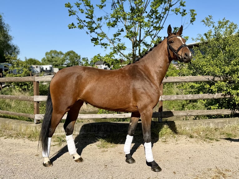 Hannoveriano Yegua 4 años 163 cm Castaño in Grevenbroich
