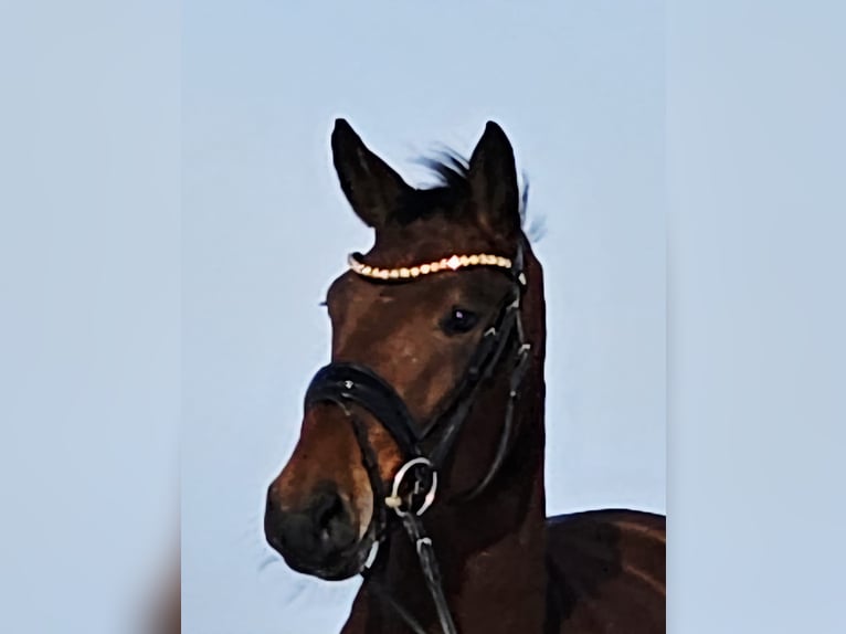 Hannoveriano Yegua 4 años 163 cm Castaño in Ruppichteroth