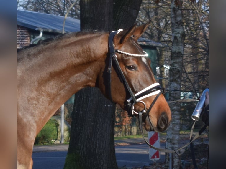 Hannoveriano Yegua 4 años 163 cm Castaño in Fredenbeck
