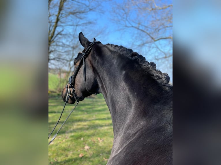 Hannoveriano Yegua 4 años 163 cm Castaño oscuro in Neuenkirchen-Vörden