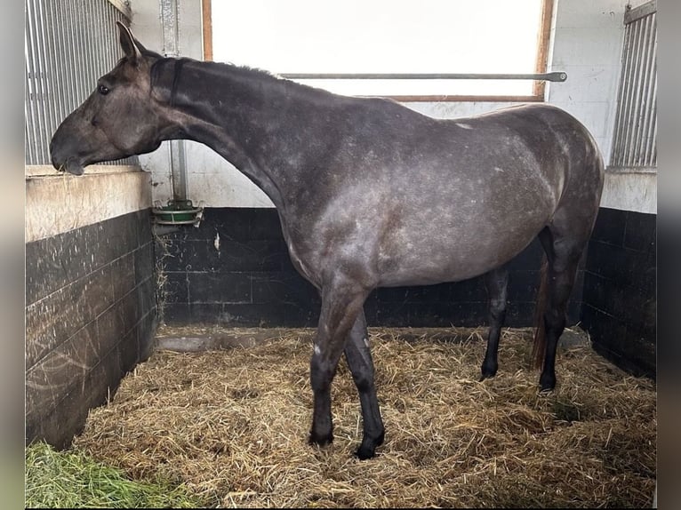 Hannoveriano Yegua 4 años 163 cm Musgo in Kl&#xF6;tze