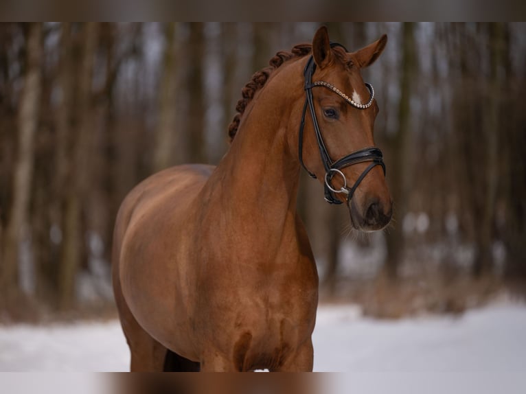 Hannoveriano Yegua 4 años 164 cm Alazán in Wehringen