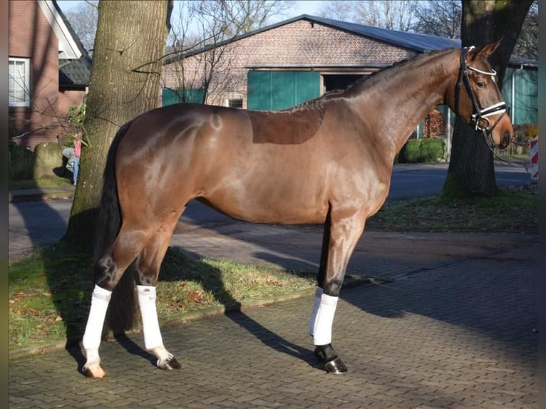 Hannoveriano Yegua 4 años 164 cm  in Fredenbeck