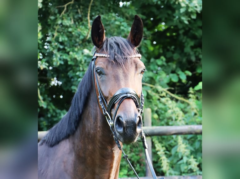 Hannoveriano Yegua 4 años 164 cm Castaño in Tarmstedt