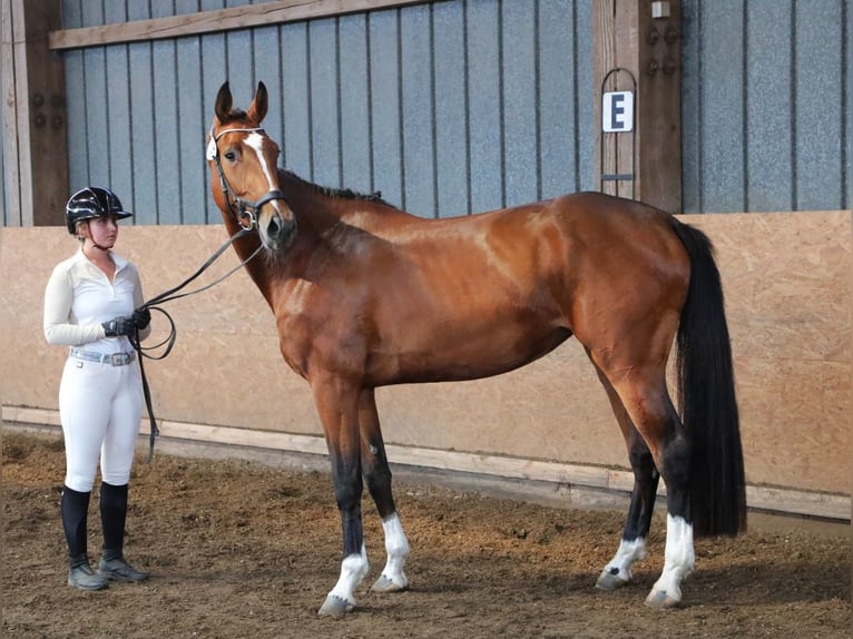 Hannoveriano Yegua 4 años 164 cm Castaño in Wensin