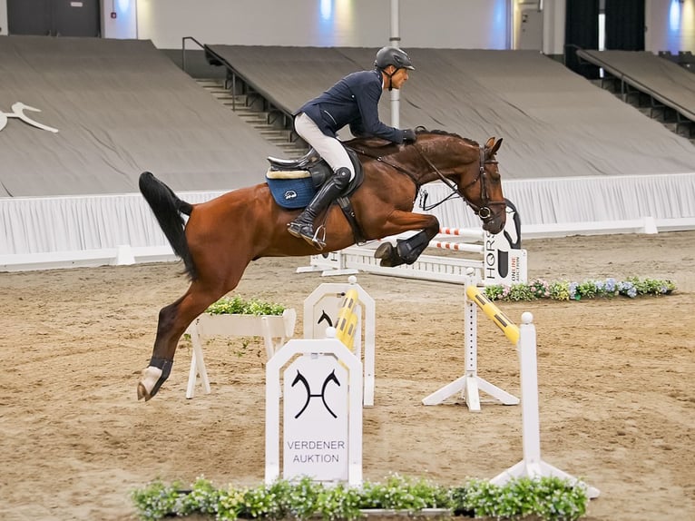 Hannoveriano Yegua 4 años 164 cm Castaño in Verden