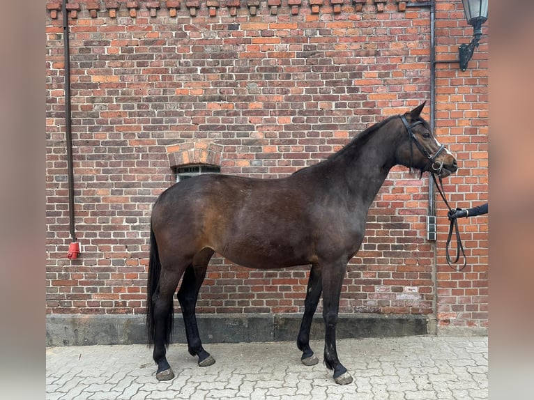 Hannoveriano Yegua 4 años 164 cm Castaño oscuro in Eickeloh