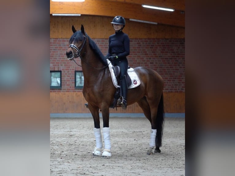 Hannoveriano Yegua 4 años 164 cm Castaño oscuro in Horstmar