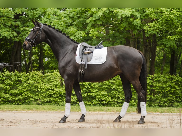 Hannoveriano Yegua 4 años 164 cm Morcillo in Stahnsdorf