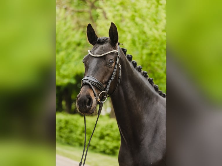 Hannoveriano Yegua 4 años 164 cm Morcillo in Stahnsdorf