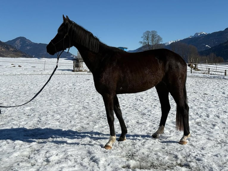 Hannoveriano Yegua 4 años 164 cm Negro in Piesendorf