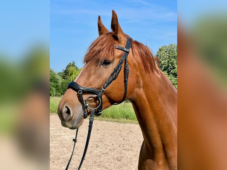 Hannoveriano Yegua 4 años 165 cm Alazán in Welbsleben