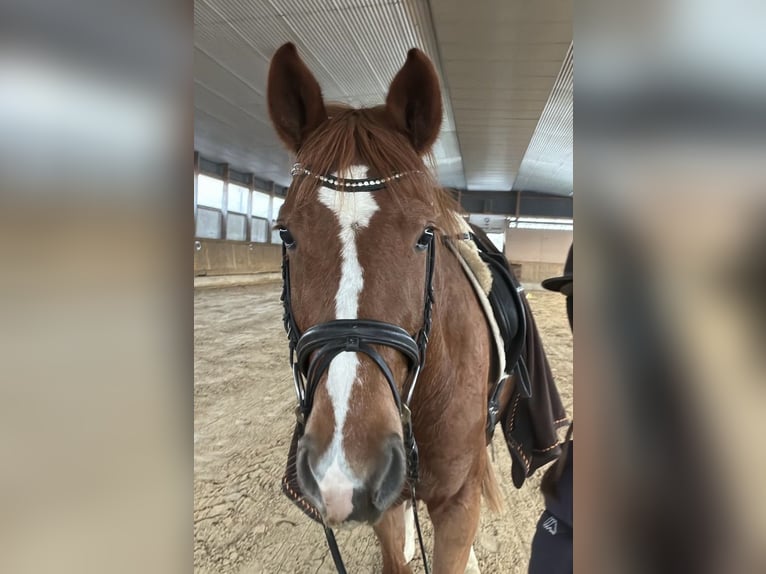 Hannoveriano Yegua 4 años 165 cm Alazán in Göttingen
