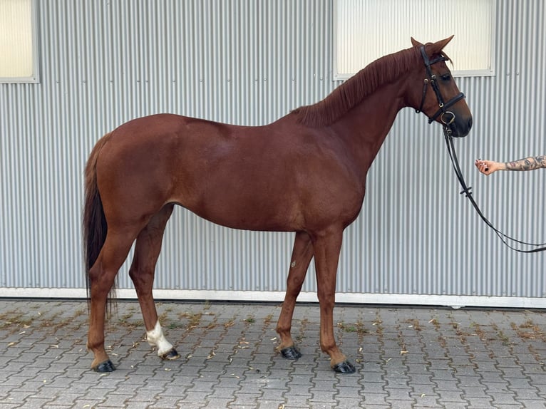 Hannoveriano Yegua 4 años 165 cm Alazán-tostado in Güglingen