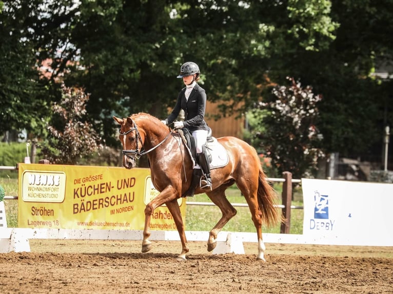 Hannoveriano Yegua 4 años 165 cm Alazán-tostado in Güglingen