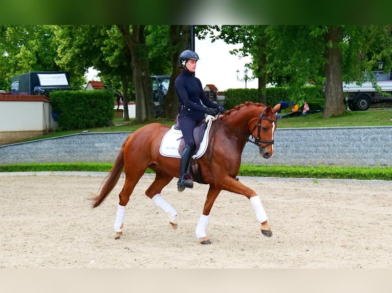 Hannoveriano Yegua 4 años 165 cm Alazán-tostado in Güglingen