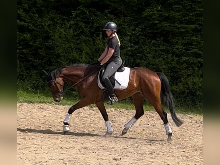Hannoveriano Yegua 4 años 165 cm Castaño in Preetz