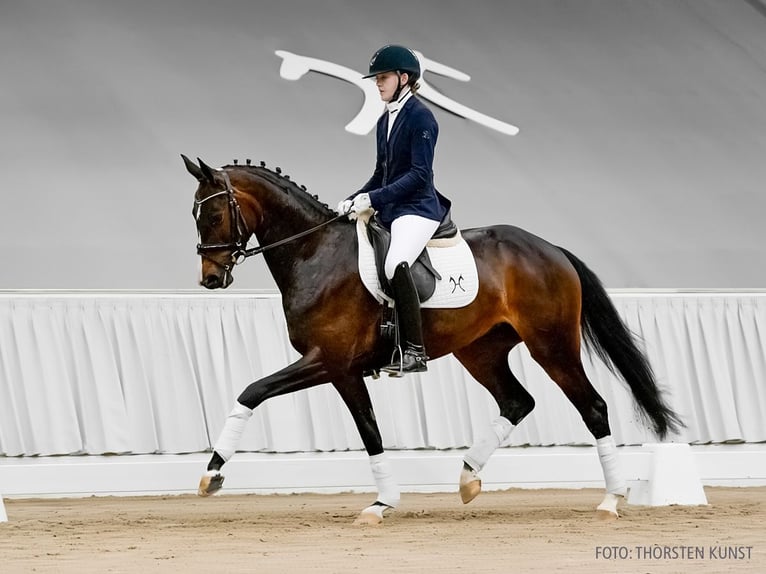 Hannoveriano Yegua 4 años 165 cm Castaño in Verden