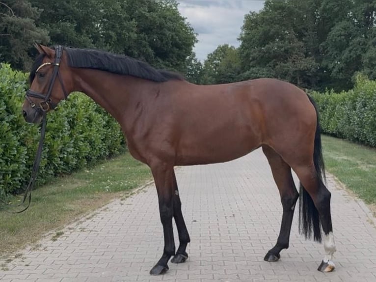Hannoveriano Yegua 4 años 165 cm Castaño in Warendorf