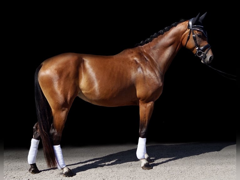 Hannoveriano Yegua 4 años 165 cm Castaño in Wachtendonk