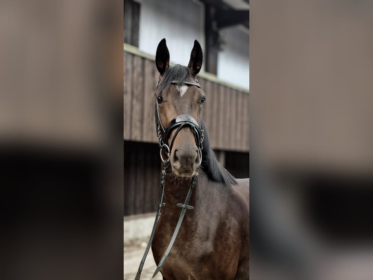 Hannoveriano Yegua 4 años 165 cm Castaño oscuro in Hanstedt