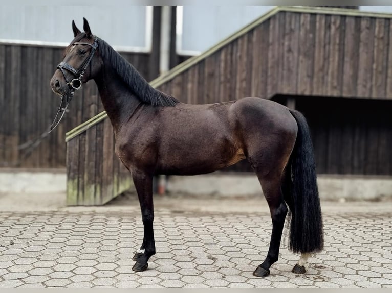 Hannoveriano Yegua 4 años 165 cm Castaño oscuro in Hanstedt