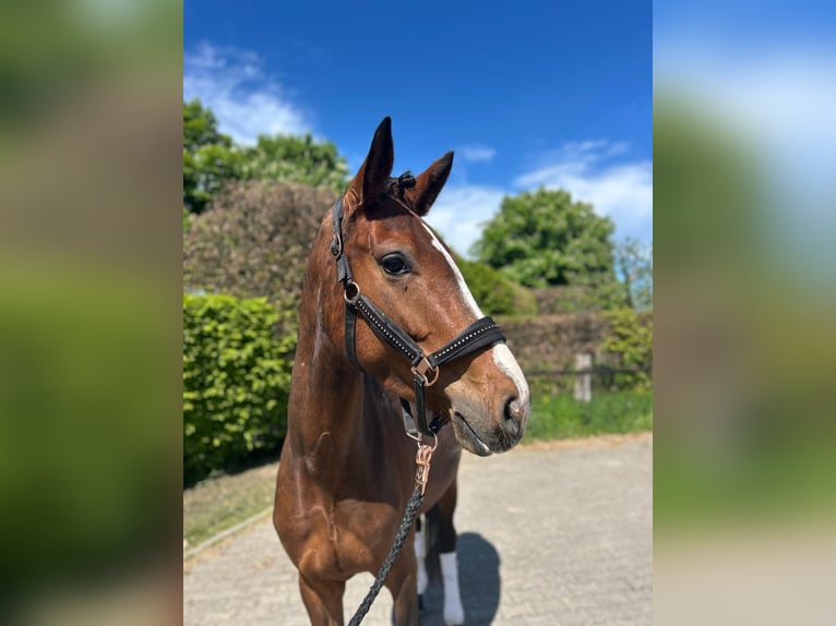 Hannoveriano Yegua 4 años 165 cm Castaño oscuro in Mönchengladbach