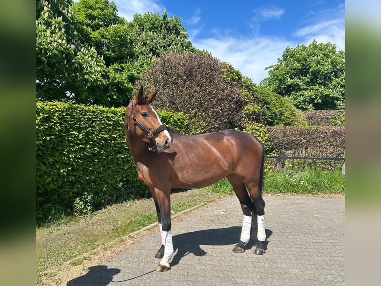 Hannoveriano Yegua 4 años 165 cm Castaño oscuro in Mönchengladbach