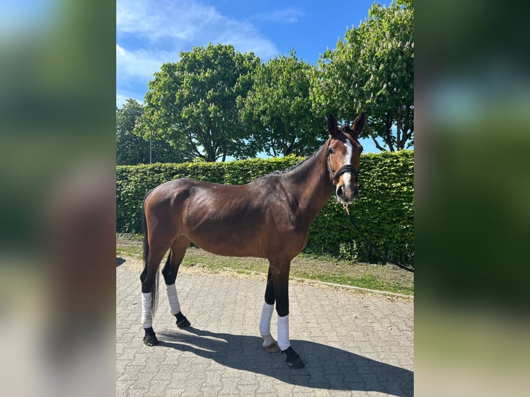 Hannoveriano Yegua 4 años 165 cm Castaño oscuro in Mönchengladbach