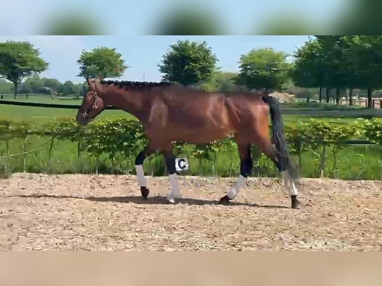 Hannoveriano Yegua 4 años 165 cm Castaño oscuro in Mönchengladbach