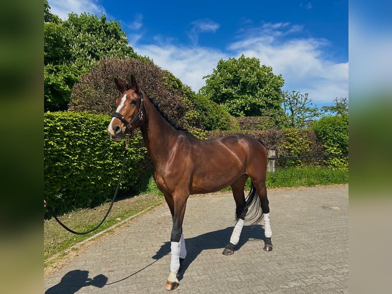 Hannoveriano Yegua 4 años 165 cm Castaño oscuro in Mönchengladbach