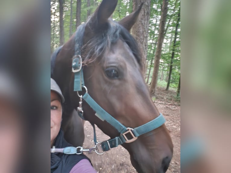 Hannoveriano Yegua 4 años 165 cm Castaño oscuro in Remscheid