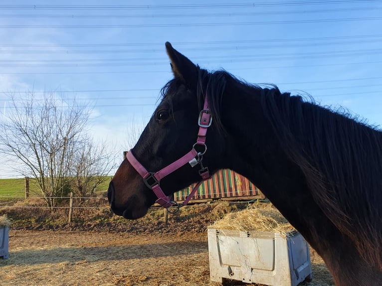 Hannoveriano Yegua 4 años 165 cm Castaño oscuro in Remscheid