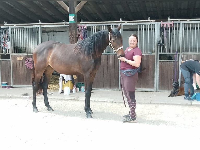 Hannoveriano Yegua 4 años 165 cm Castaño oscuro in Remscheid