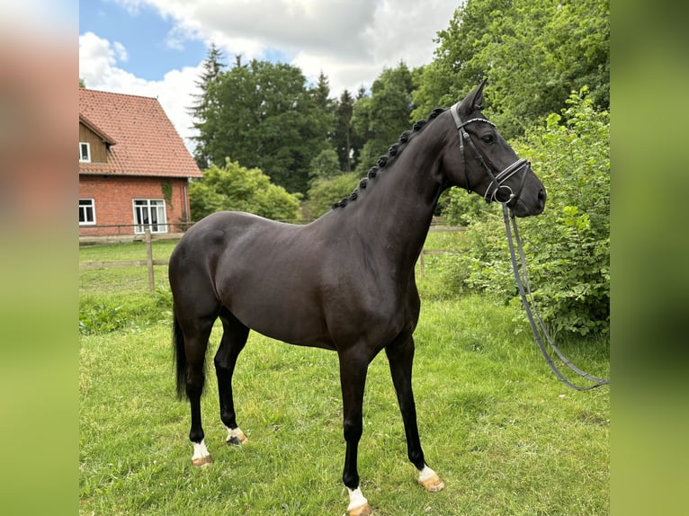 Hannoveriano Yegua 4 años 165 cm Negro in Kirchlinteln