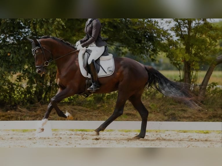 Hannoveriano Yegua 4 años 165 cm Negro in Oyten